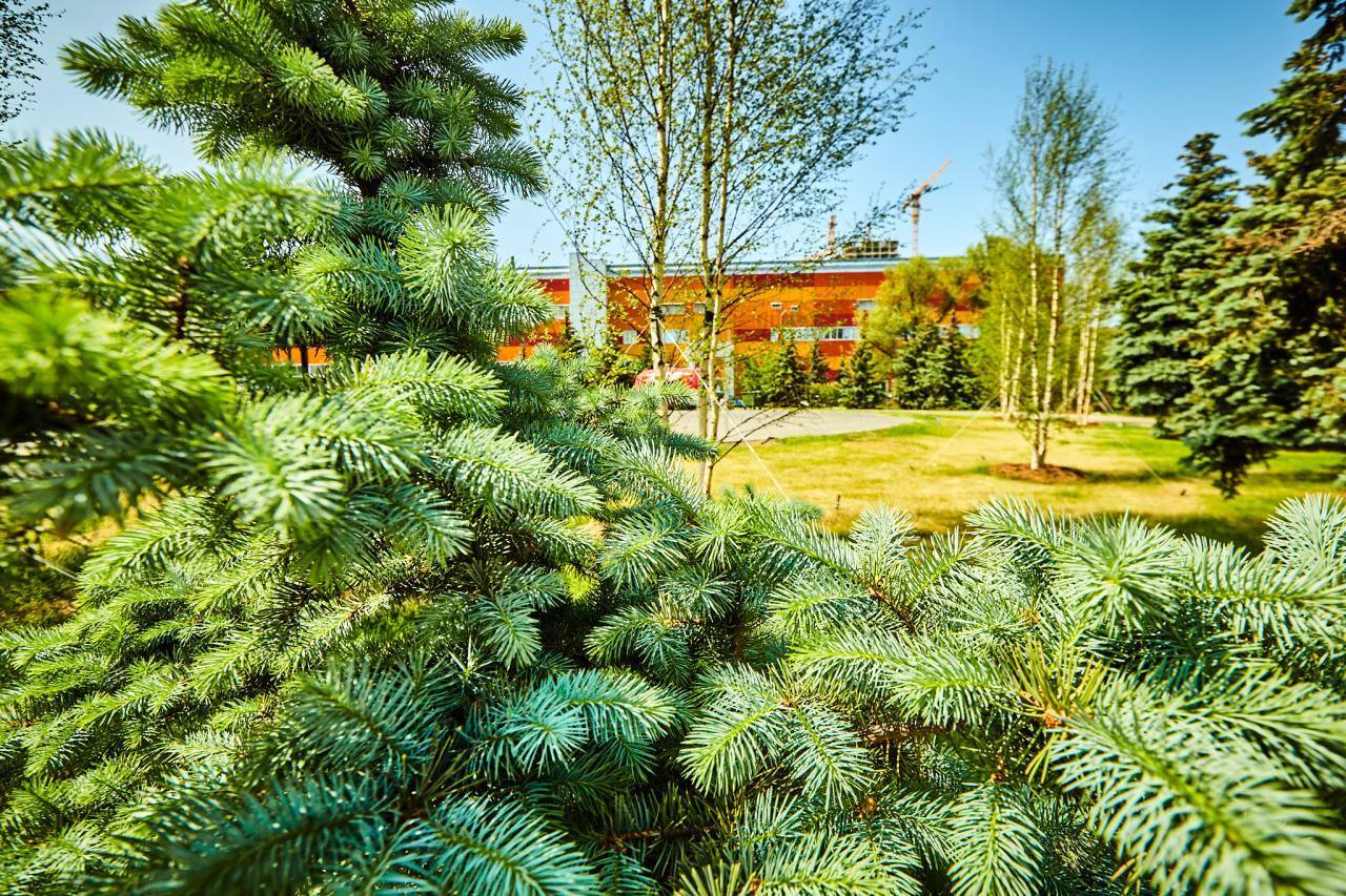 Озеленение территории детского центра