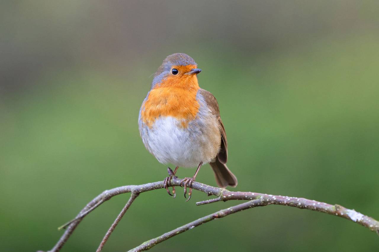 Орнитологическая экскурсия: встреча с пернатыми соседями