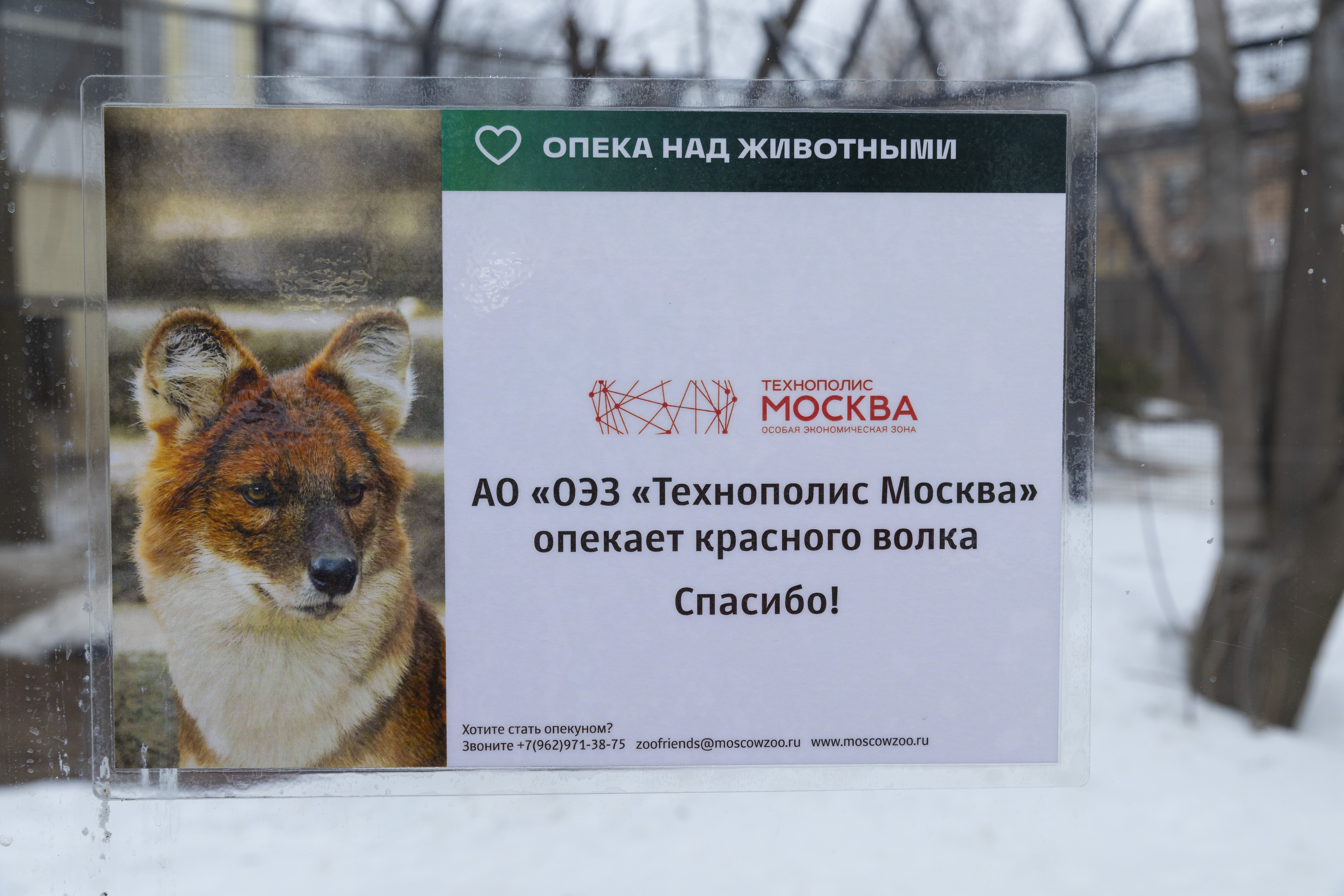 ОЭЗ «Технополис Москва» продлила опеку над краснокнижным волком