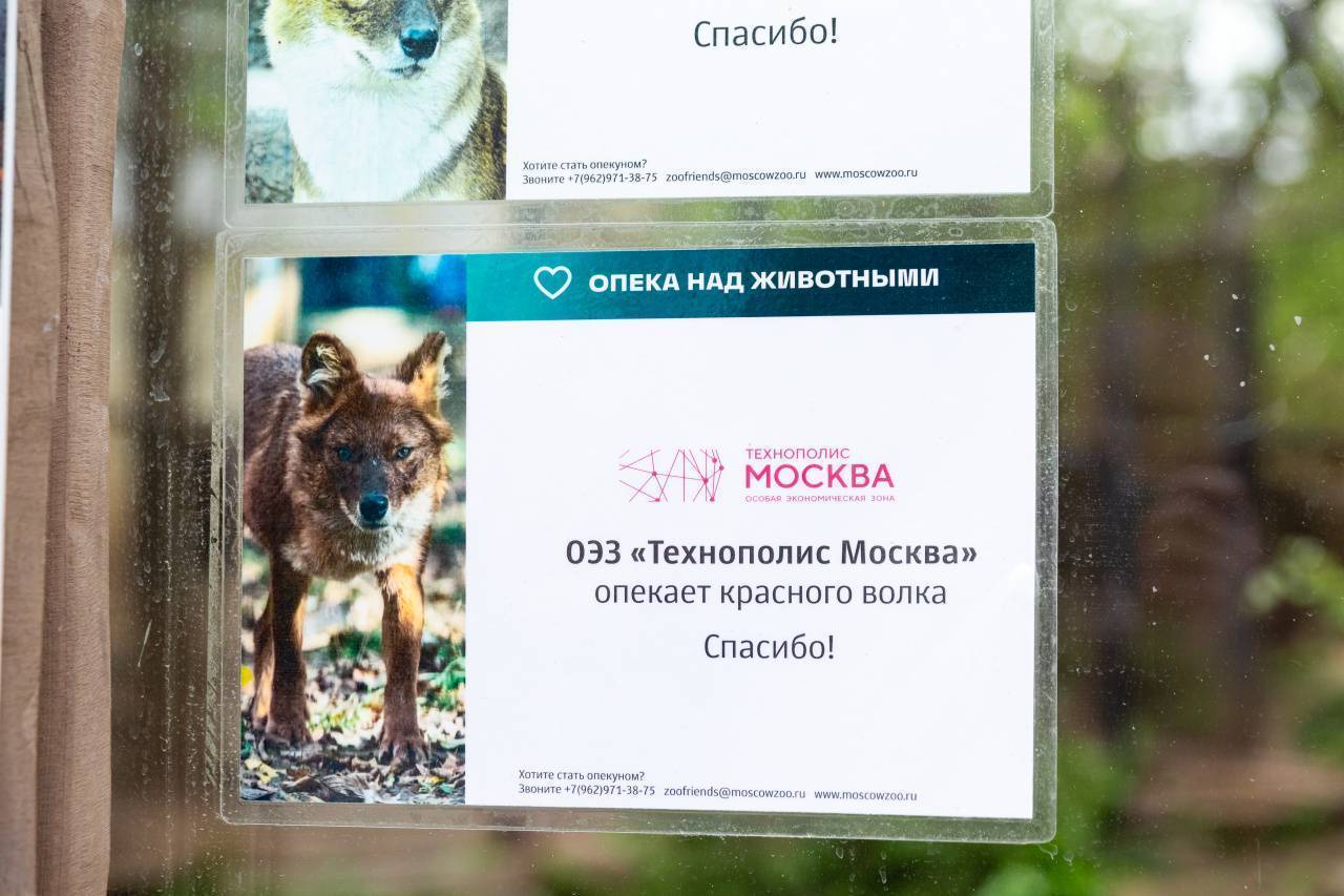 ОЭЗ «Технополис Москва» продлила опеку над краснокнижным красным волком из Московского зоопарка